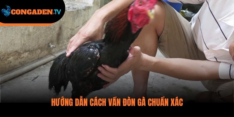 cách vần gà chọi