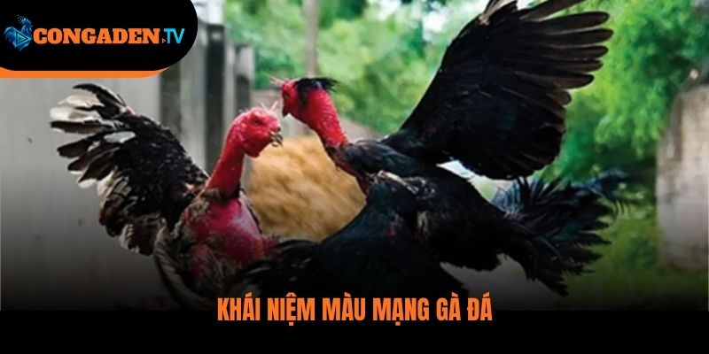 màu mạng gà đá