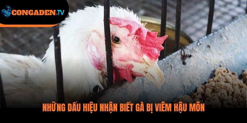 gà bị viêm hậu môn