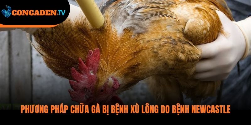 gà bị xù lông