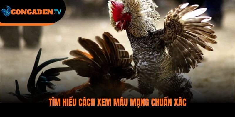 màu mạng gà đá