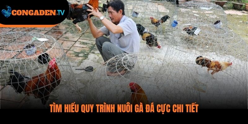 cách nuôi gà đá